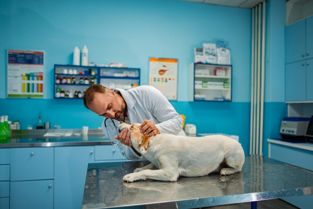 Caring veterinarian examines a dog in a bright clinic